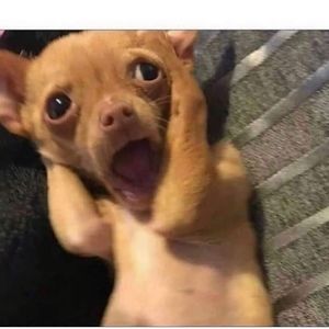 Meet your Posher, Edwar